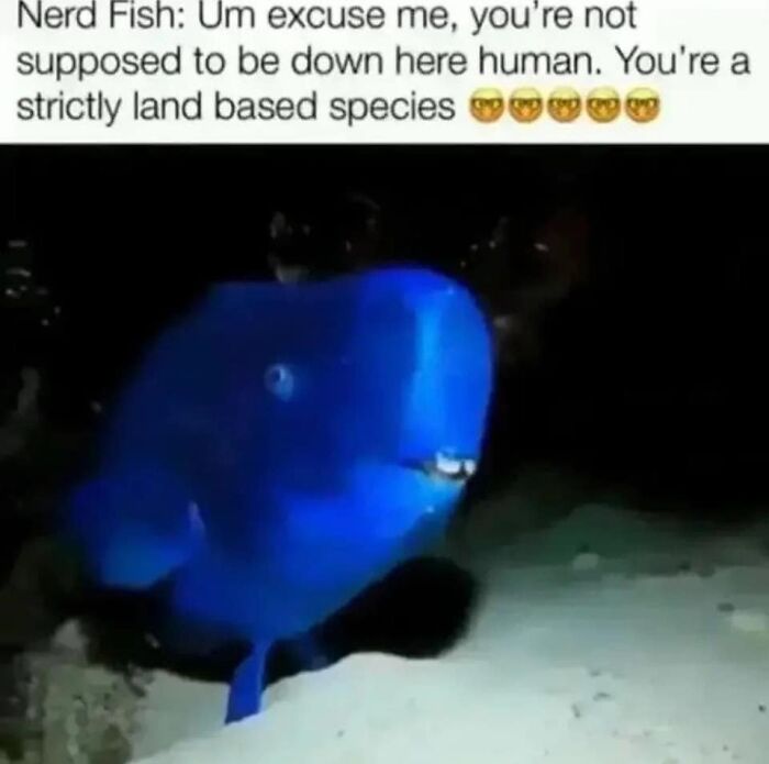 Hilarious-Brainy-Memes