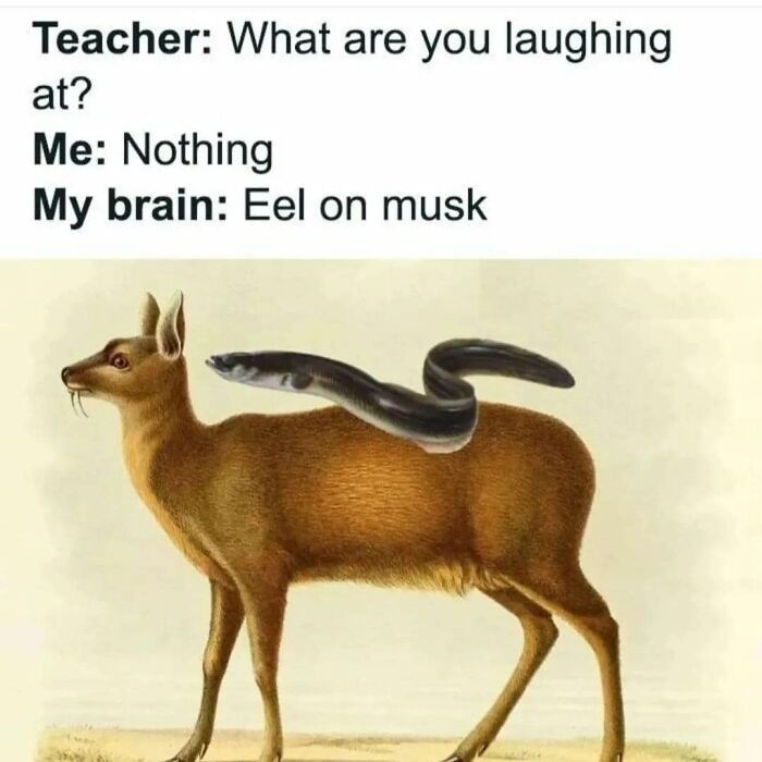 Hilarious-Brainy-Memes