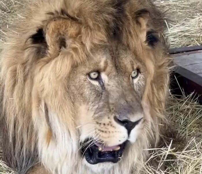 Lion Ruben in his new facility