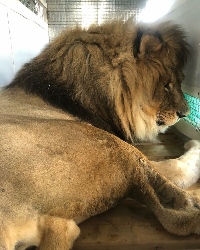 Lion Ruben traveling to South Africa