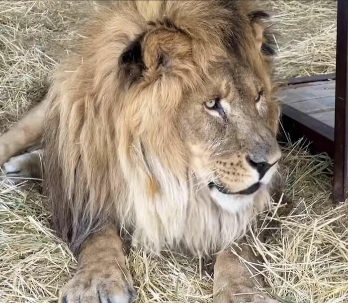 Lion Ruben in his new facility