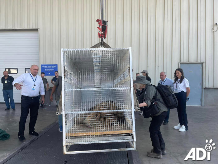 Lion Ruben traveling to South Africa