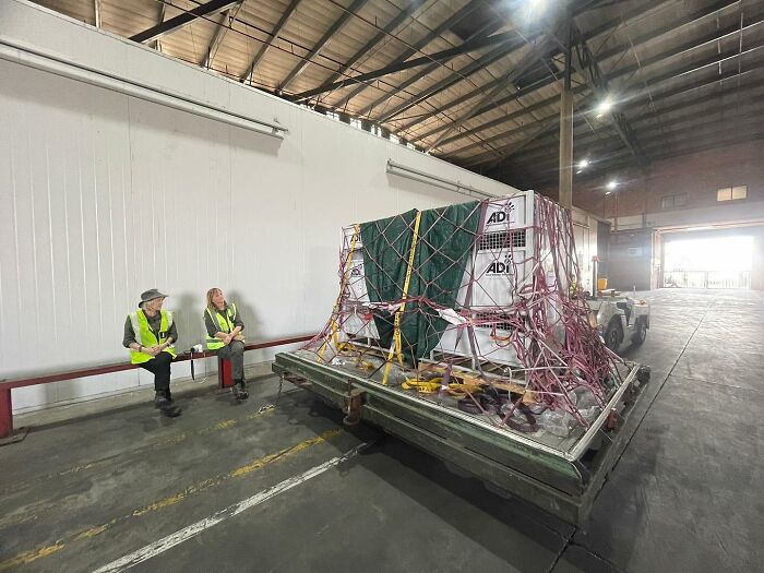 Lion Ruben traveling to South Africa