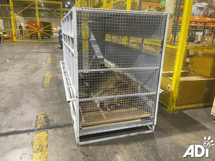 Lion Ruben traveling to South Africa