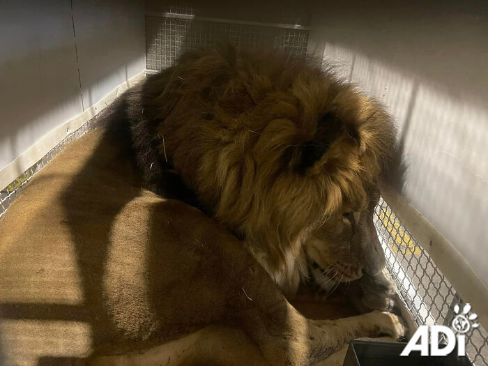 Lion Ruben traveling to South Africa