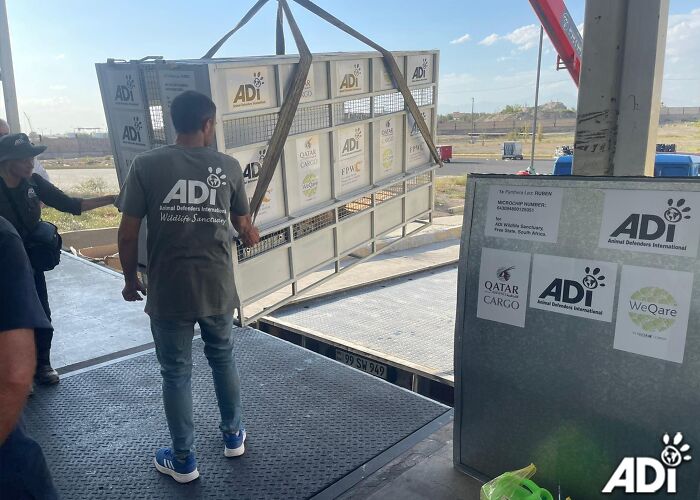 Lion Ruben traveling to South Africa