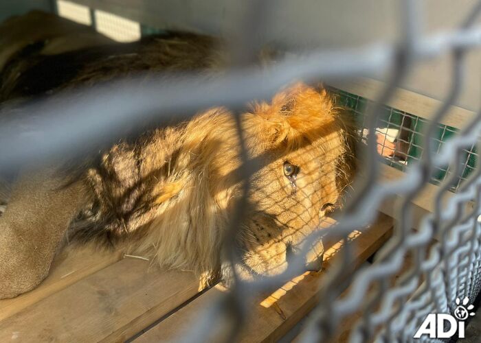 Lion Ruben after arriving to South Africa