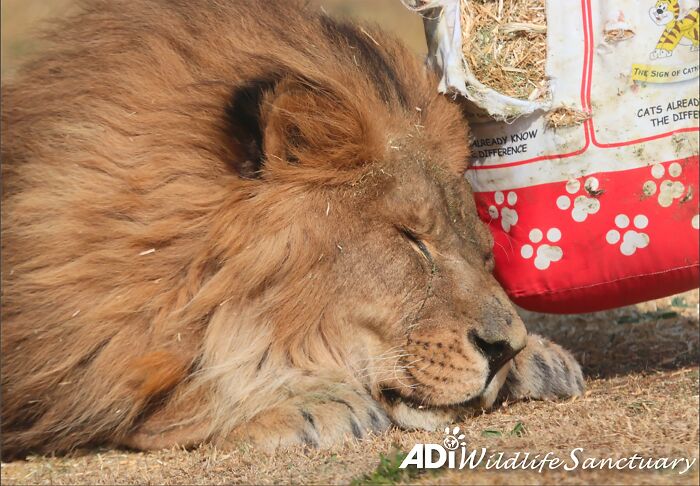 Content Lion Ruben playing in South Africa