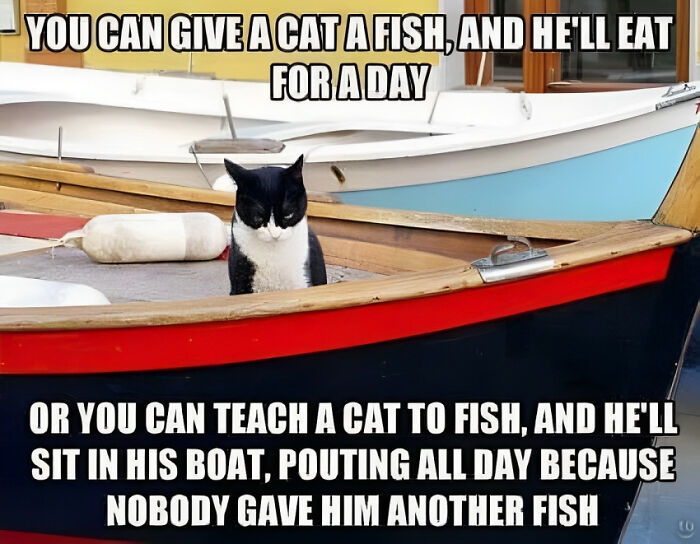 Cat sitting in a boat with a funny meme caption about fishing and independence, showcasing a humorous and polite meme.