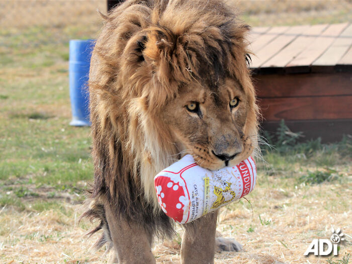 Lion Ruben playing in South Africa