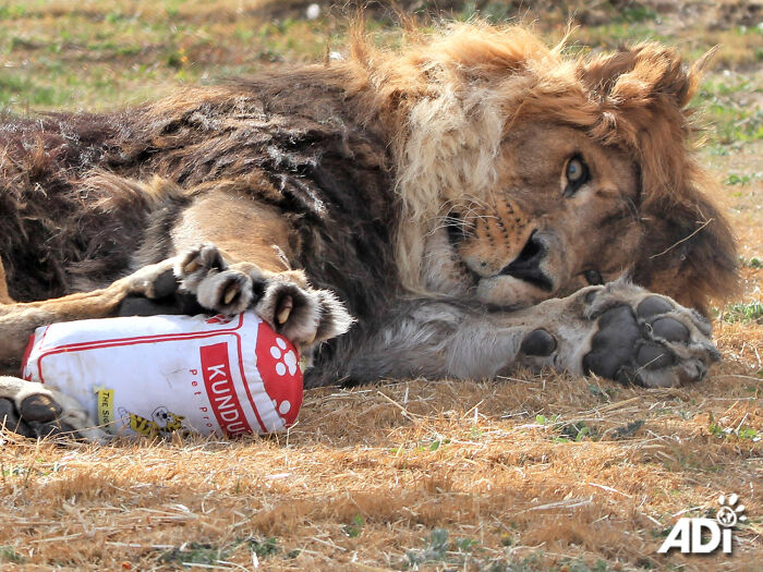 Lion Ruben playing in South Africa