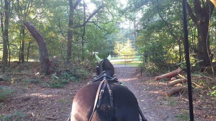 Waiting In The Early Morning For Someone To Unlock The Gate. Before It Gets Too Hot, Go Out Into The Forest & Heathland