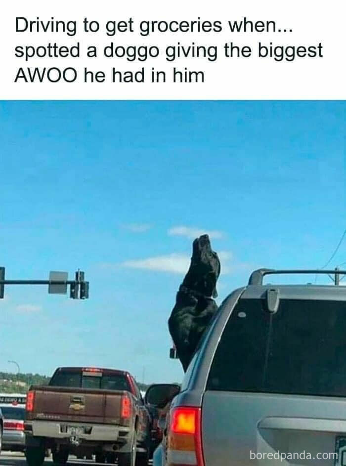 Grocery Run Howling Session