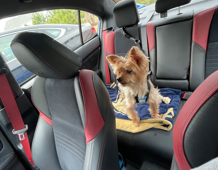 Person Gets Slammed For Taking Their Dog Into The Grocery Store, Vents Online But Finds No Support Person Gets Slammed For Taking Their Dog Into The Grocery Store, Vents Online But Finds No Support