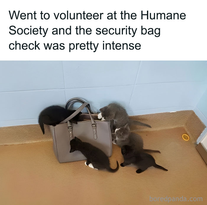 Kittens inspecting a handbag at the Humane Society, capturing a funny and polite moment without laughing at anyone's expense.