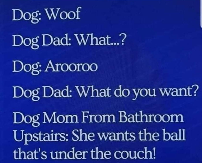  A dog meme showing a humorous text conversation. It reads: "Dog: Woof Dog Dad: What...? Dog: Aroroo Dog Dad: What do you want? Dog Mom From Bathroom Upstairs: She wants the ball that's under the couch!" The background is a solid blue color, and the text humorously captures the understanding between the dog mom and the dog, even from a distance.