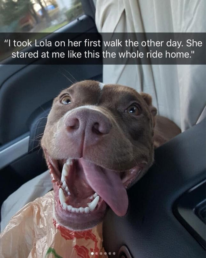  A dog meme featuring a close-up of a happy brown dog with its mouth open and tongue out, looking up with a joyful expression while sitting in a car. The text above the image reads, "I took Lola on her first walk the other day. She stared at me like this the whole ride home." The dog's excited and grateful face highlights the joy of a new experience.
