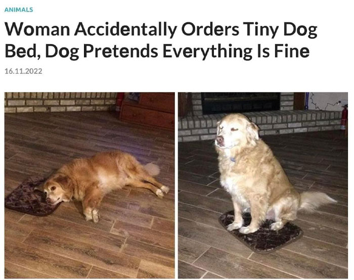 A dog meme featuring two images of a Golden Retriever. In the first image, the dog is lying on the floor with just its head resting on a tiny dog bed. In the second image, the dog is sitting awkwardly on the small bed, trying to make it work. The text above reads, "Woman Accidentally Orders Tiny Dog Bed, Dog Pretends Everything Is Fine," highlighting the humorous contrast between the dog's size and the tiny bed.