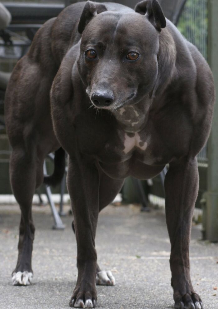 This Is A Dog With A Myostatin Deficiency, Which Allows For Unrestricted Muscle Growth