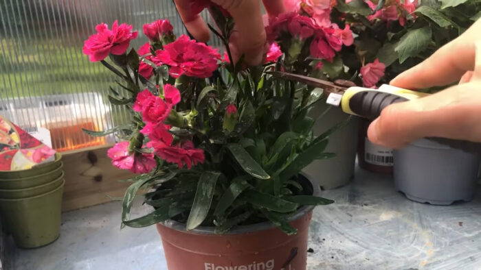 Woman cutting a dianthus flower&rsquo;s leaves