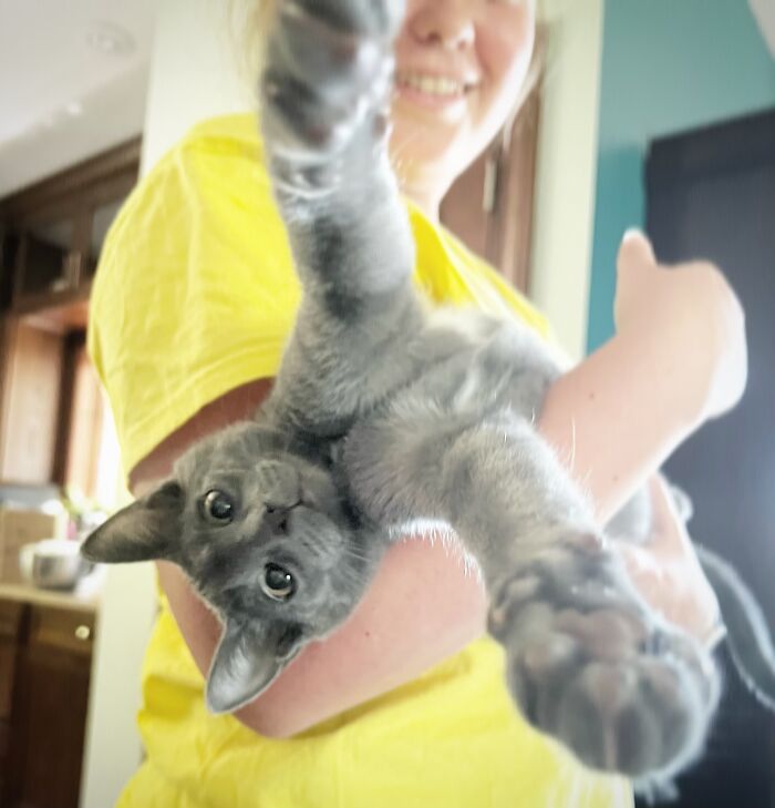 My Cat Evan When He Was A Kitten