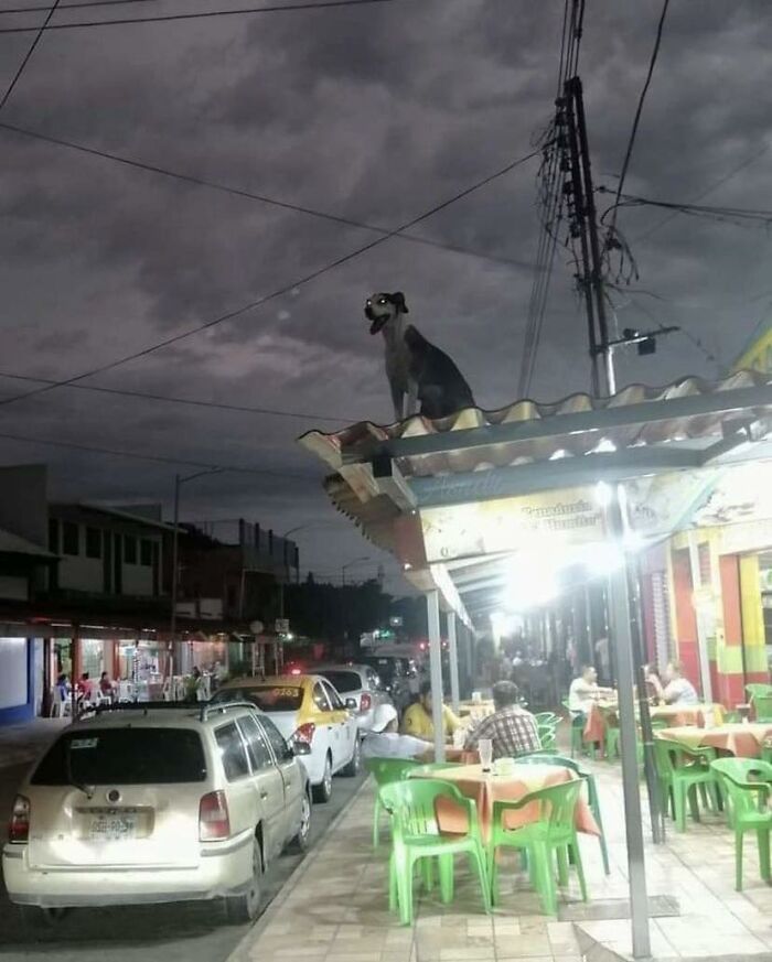 Weird-Pics-Outrebizarre