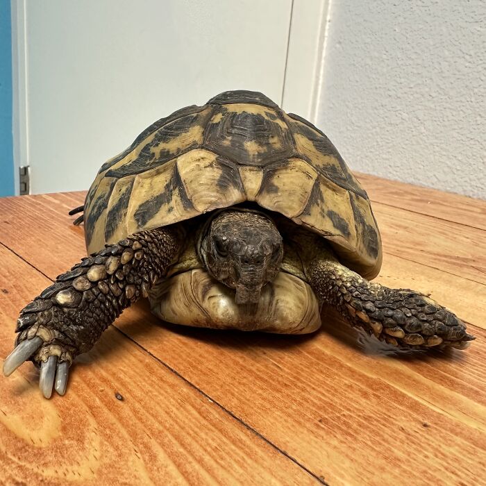 Trike, Our 24-Year Old Hermann’s Tortoise