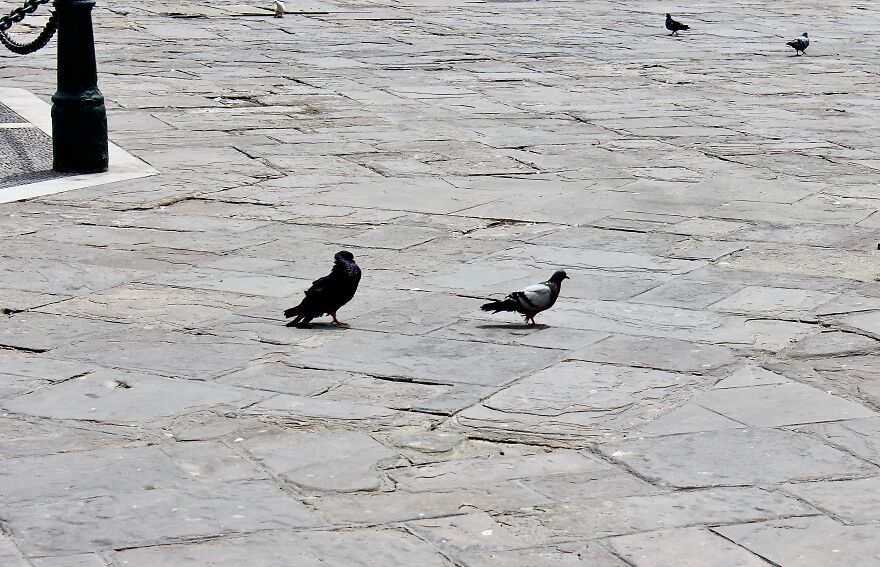 Pidgeons At The Church Entrance