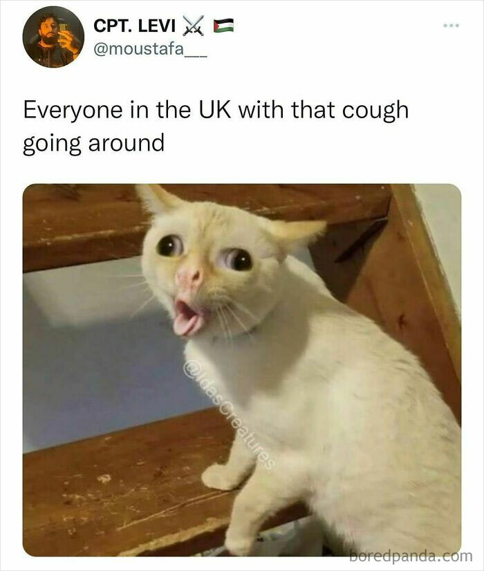 Funny-Hilarious-British-Memes