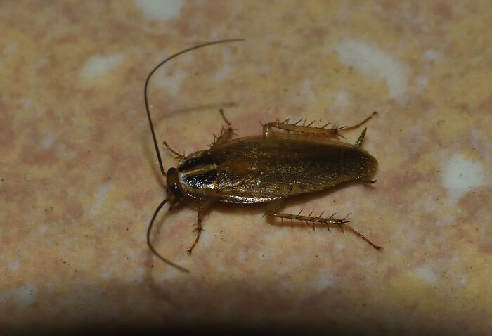 30 Restaurant Guests Share The Most Disgusting Things They’ve Seen, And It Hurts To Read