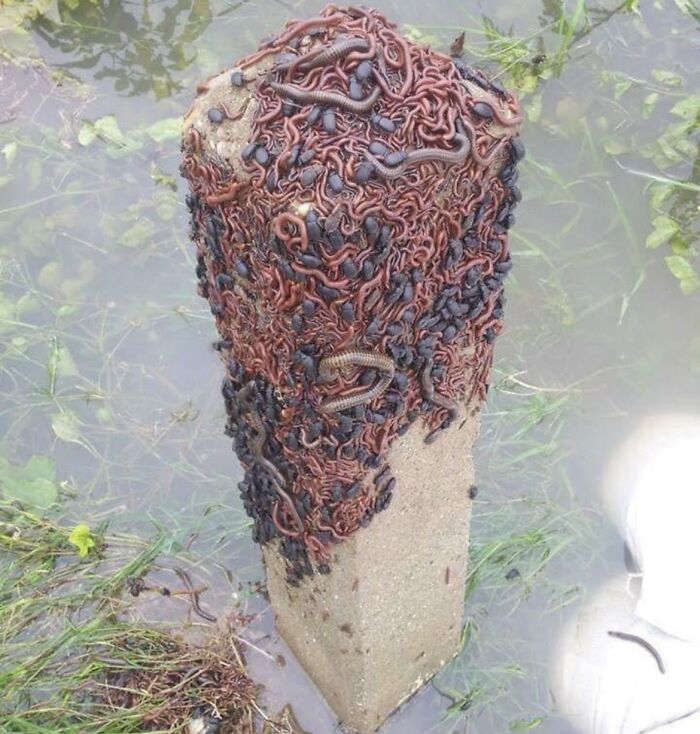 Bugs Seeking Higher Ground During A Flood