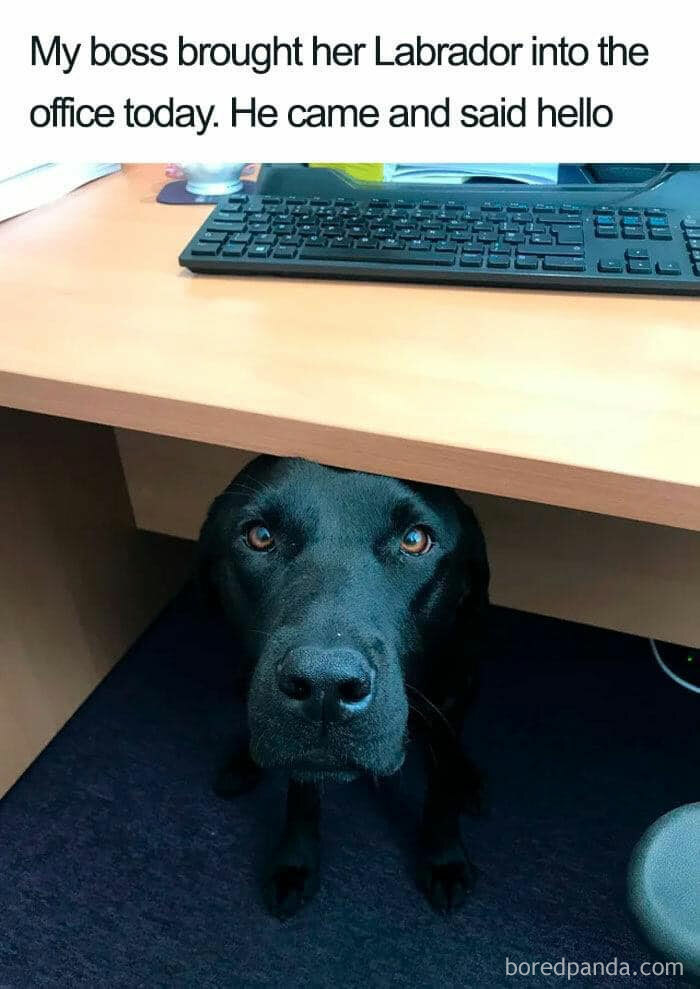 A dog meme featuring a black Labrador retriever peeking out from under an office desk, looking up with a friendly expression. The text above the image reads, "My boss brought her Labrador into the office today. He came and said hello." The dog's curious and gentle demeanor highlights the pleasant surprise of having a furry visitor at work.