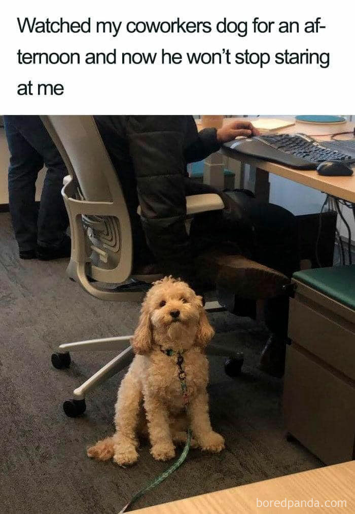 A dog meme featuring a curly-haired dog sitting on the floor in an office, looking up with an attentive expression. The text above the image reads, "Watched my coworkers dog for an afternoon and now he won’t stop staring at me." The dog's gaze humorously highlights its attachment and curiosity after spending time with the person.