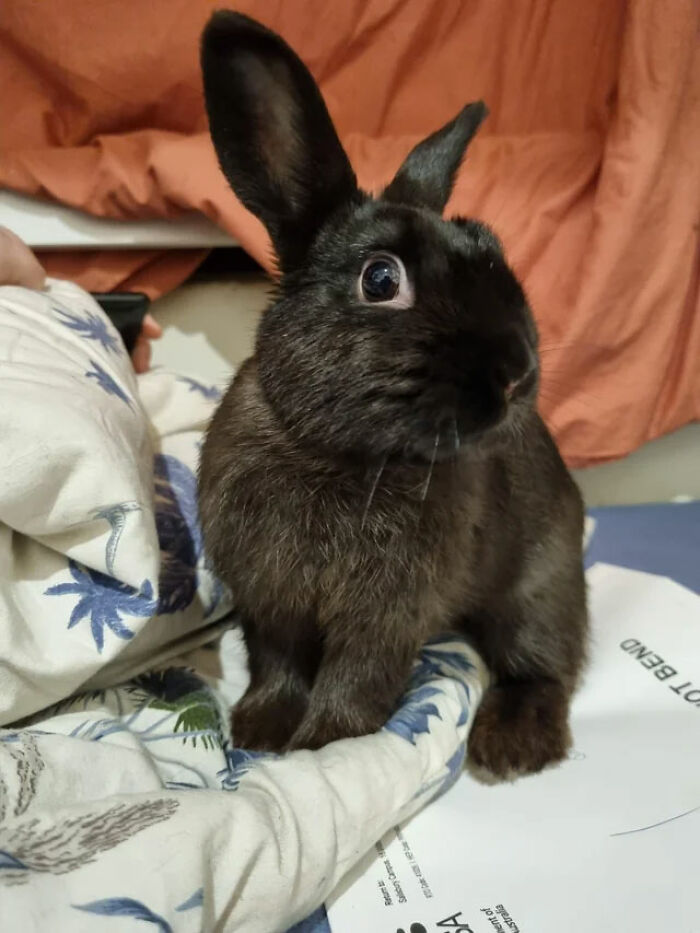 My First Rabbit - Nicknamed Bunbun Because I Cannot Think Of A Cute Name Ever