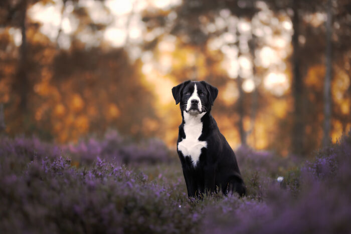 I Am A Dog Photographer And I Try To Capture The Dogs Personality