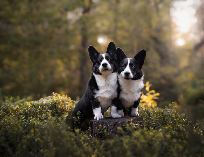 I Am A Dog Photographer And I Try To Capture The Dogs Personality