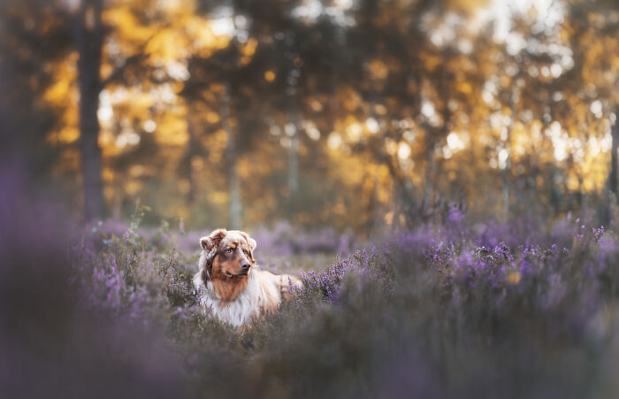 I Am A Dog Photographer And I Try To Capture The Dogs Personality