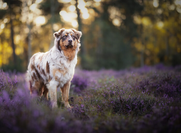 I Am A Dog Photographer And I Try To Capture The Dogs Personality