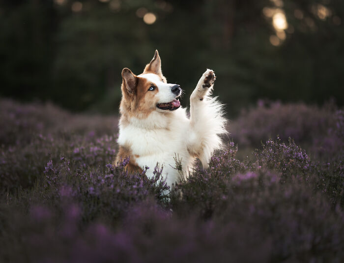I Am A Dog Photographer And I Try To Capture The Dogs Personality