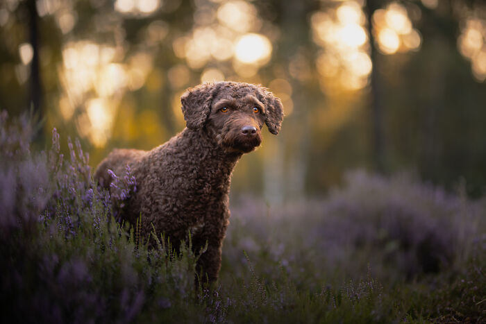 I Am A Dog Photographer And I Try To Capture The Dogs Personality