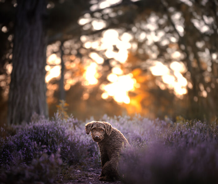 I Am A Dog Photographer And I Try To Capture The Dogs Personality