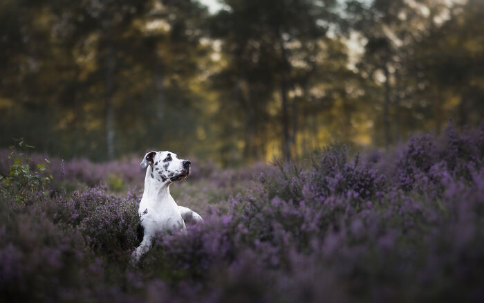 I Am A Dog Photographer And I Try To Capture The Dogs Personality