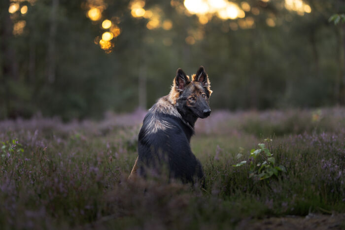 I Am A Dog Photographer And I Try To Capture The Dogs Personality