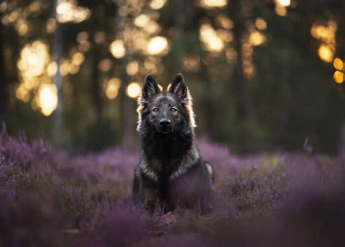 I Am A Dog Photographer And I Try To Capture The Dogs Personality