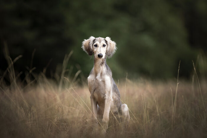 I Am A Dog Photographer And I Try To Capture The Dogs Personality