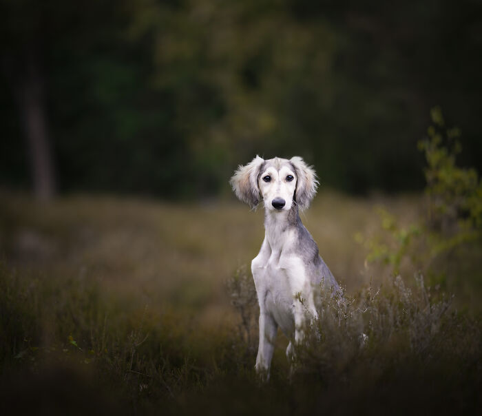 I Am A Dog Photographer And I Try To Capture The Dogs Personality