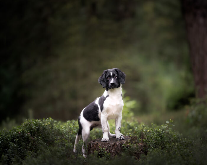 I Am A Dog Photographer And I Try To Capture The Dogs Personality