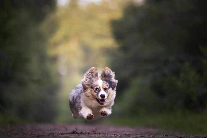 I Am A Dog Photographer And I Try To Capture The Dogs Personality