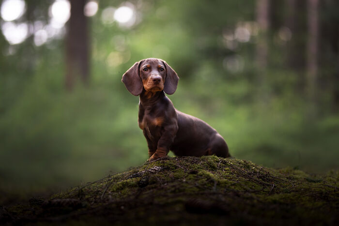 I Am A Dog Photographer And I Try To Capture The Dogs Personality
