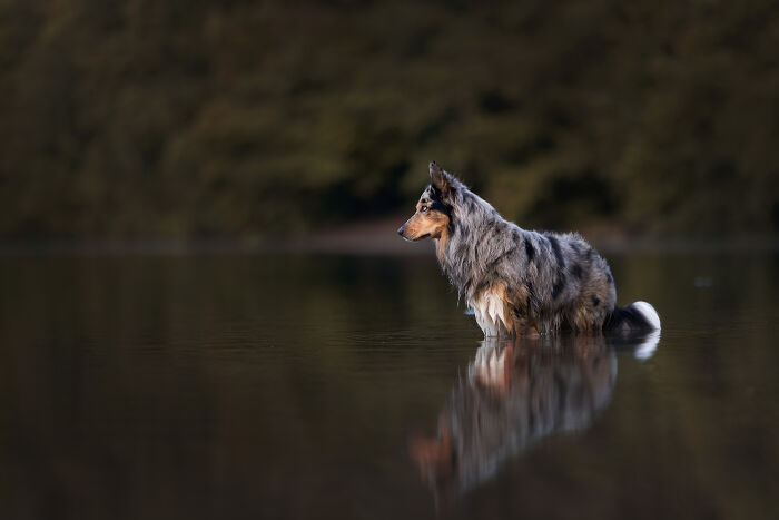 I Am A Dog Photographer And I Try To Capture The Dogs Personality